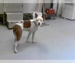 Small American Pit Bull Terrier