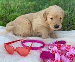 Small Photo #11 Golden Retriever Puppy For Sale in LOVELADY, TX, USA