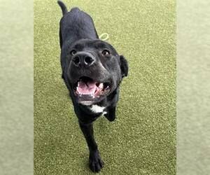 Labrador Retriever Dogs for adoption in Waco, TX, USA