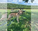 Small #11 American Pit Bull Terrier-Labrador Retriever Mix
