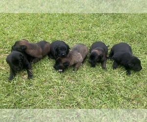 Belgian Malinois Litter for sale in BURNINGTOWN, NC, USA