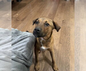 Boxer Dogs for adoption in Southbury, CT, USA