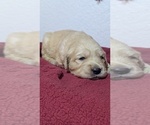 Small Photo #47 Golden Retriever Puppy For Sale in MODESTO, CA, USA