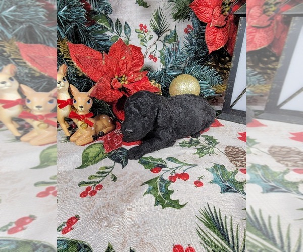 Medium Photo #6 Poodle (Toy) Puppy For Sale in BLACK FOREST, CO, USA