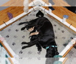 Small #2 Labrador Retriever