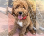 Small Photo #21 Goldendoodle-Poodle (Toy) Mix Puppy For Sale in MENIFEE, CA, USA
