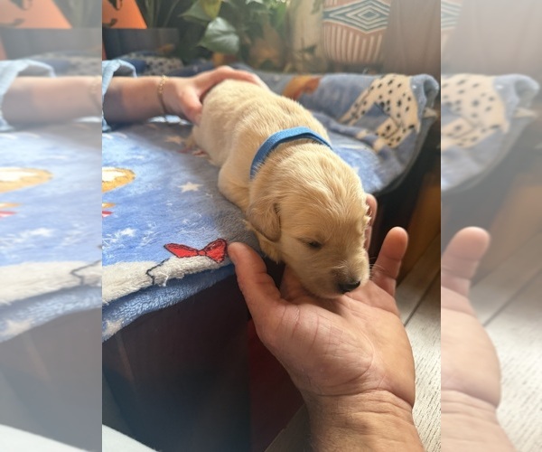 Medium Photo #1 Golden Retriever Puppy For Sale in VESUVIUS, VA, USA