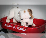 Small Photo #4 English Bulldog Puppy For Sale in CARY, NC, USA