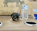 Small #6 Morkie