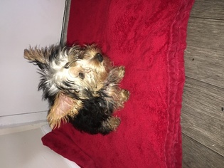 Yorkshire Terrier Puppy for sale in MIDDLE RIVER, MD, USA