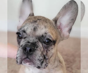 French Bulldog Puppy for sale in TAMPA, FL, USA