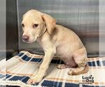 Small Labrador Retriever Mix