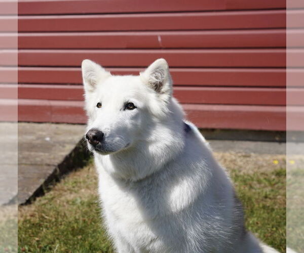 Medium Photo #16 Alusky Puppy For Sale in Bellingham, WA, USA