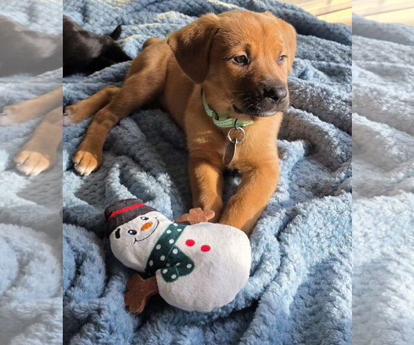 Medium Photo #1 Labbe Puppy For Sale in Princeton, MN, USA