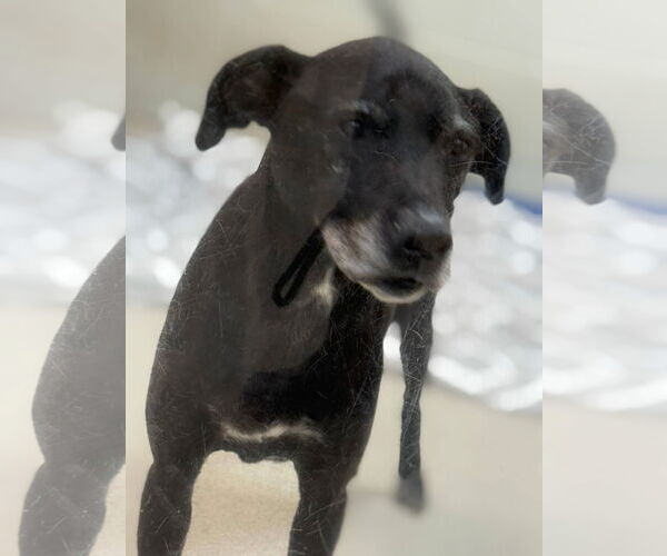 Medium Photo #4 American Pit Bull Terrier-Labrador Retriever Mix Puppy For Sale in Stratham, NH, USA
