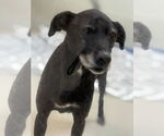 Small #3 American Pit Bull Terrier-Labrador Retriever Mix