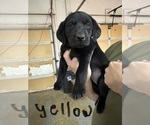 Small #6 Labrador Retriever