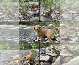 Cojack Puppy for sale in PAONIA, CO, USA
