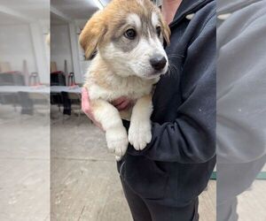 Mutt Dogs for adoption in Calgary, Alberta, Canada