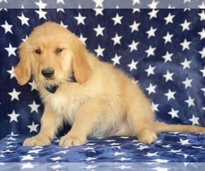 Golden Retriever Puppy for sale in LANCASTER, PA, USA