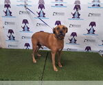 Small Boxer Mix