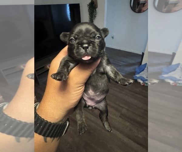 Medium Photo #1 Faux Frenchbo Bulldog Puppy For Sale in LUTZ, FL, USA