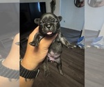 Puppy 1 Faux Frenchbo Bulldog