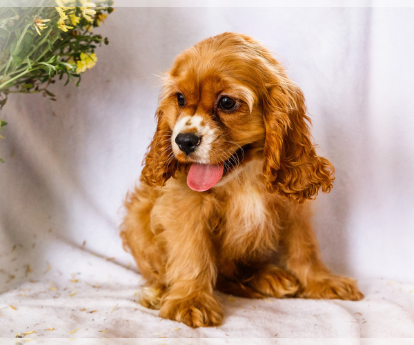 Medium Photo #3 Cockalier Puppy For Sale in WAKARUSA, IN, USA