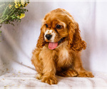 Zack - Male Cockalier Puppy for Sale - Photo #3