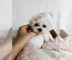 Small #8 Maltese