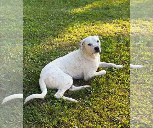 Medium Photo #3 Mutt Puppy For Sale in Crystal, MN, USA