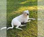 Small #2 Mutt