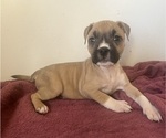 Puppy Stella American Pit Bull Terrier
