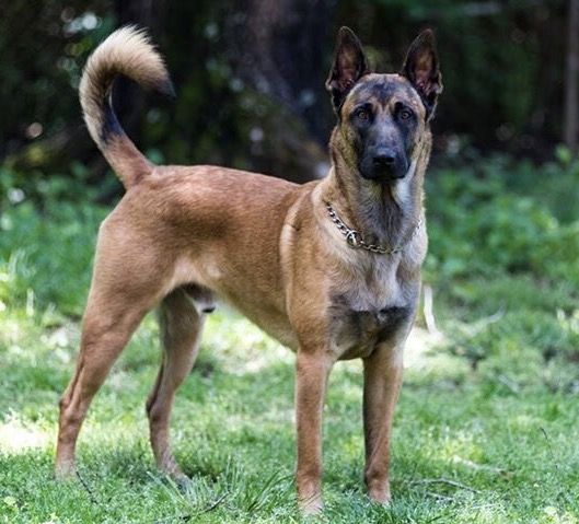 Medium Photo #1 Belgian Malinois Puppy For Sale in HOLLYWOOD, AL, USA