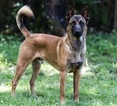 Small Photo #1 Belgian Malinois Puppy For Sale in HOLLYWOOD, AL, USA