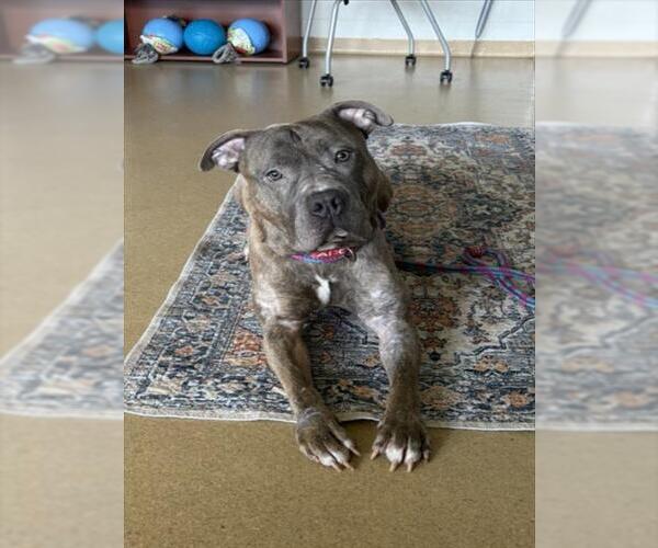 Medium Photo #1 American Pit Bull Terrier-Unknown Mix Puppy For Sale in Derwood, MD, USA