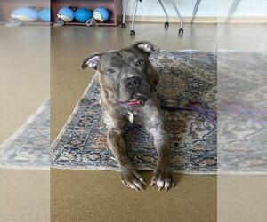 American Pit Bull Terrier-Unknown Mix Dogs for adoption in Derwood, MD, USA