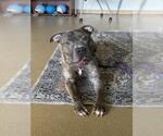 Small American Pit Bull Terrier Mix