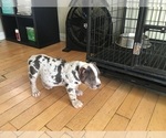 Small Photo #2 American Bully Puppy For Sale in COLTON, CA, USA