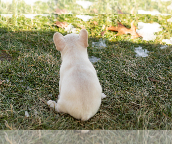 Medium Photo #7 French Bulldog Puppy For Sale in NAPPANEE, IN, USA