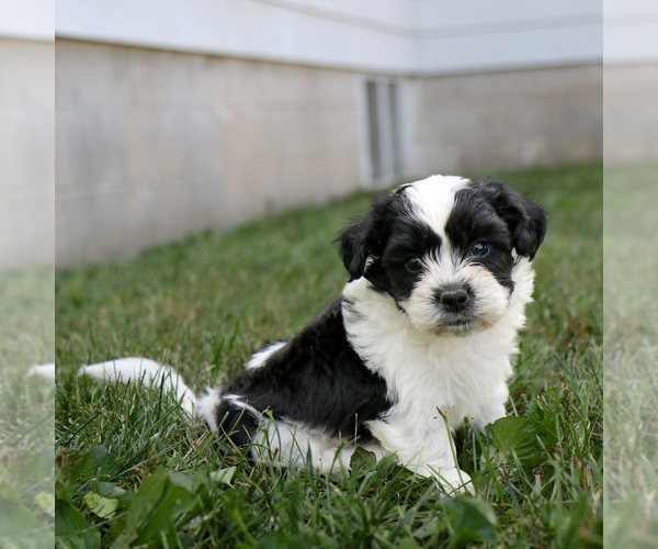 Medium Photo #3 Zuchon Puppy For Sale in ARTHUR, IL, USA