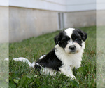 Small #2 Zuchon