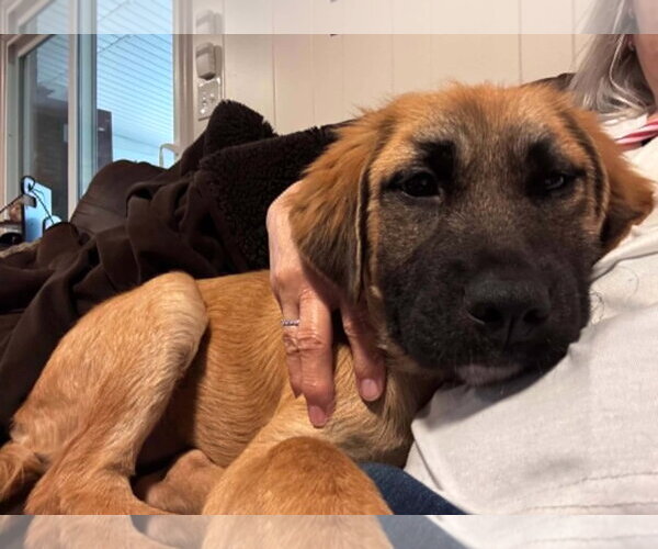 Medium Photo #7 Mutt Puppy For Sale in MECHANICSBURG, PA, USA