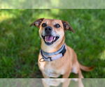 Small #32 Puggle