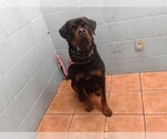 Small Photo #1 Rottweiler Puppy For Sale in Downey, CA, USA