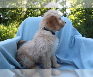 Goldendoodle (Miniature) Puppy for sale in SHILOH, OH, USA