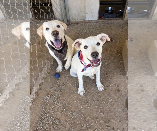 Medium Photo #9 Labrador Retriever-Unknown Mix Puppy For Sale in San Diego, CA, USA