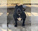 Small Photo #1 American Bully Puppy For Sale in ORANGEBURG, SC, USA