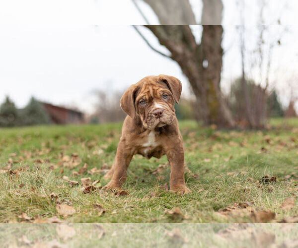Medium Photo #4 English Neo Bull Puppy For Sale in WARSAW, IN, USA