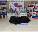 Small Photo #6 Poodle (Toy) Puppy For Sale in CHANUTE, KS, USA